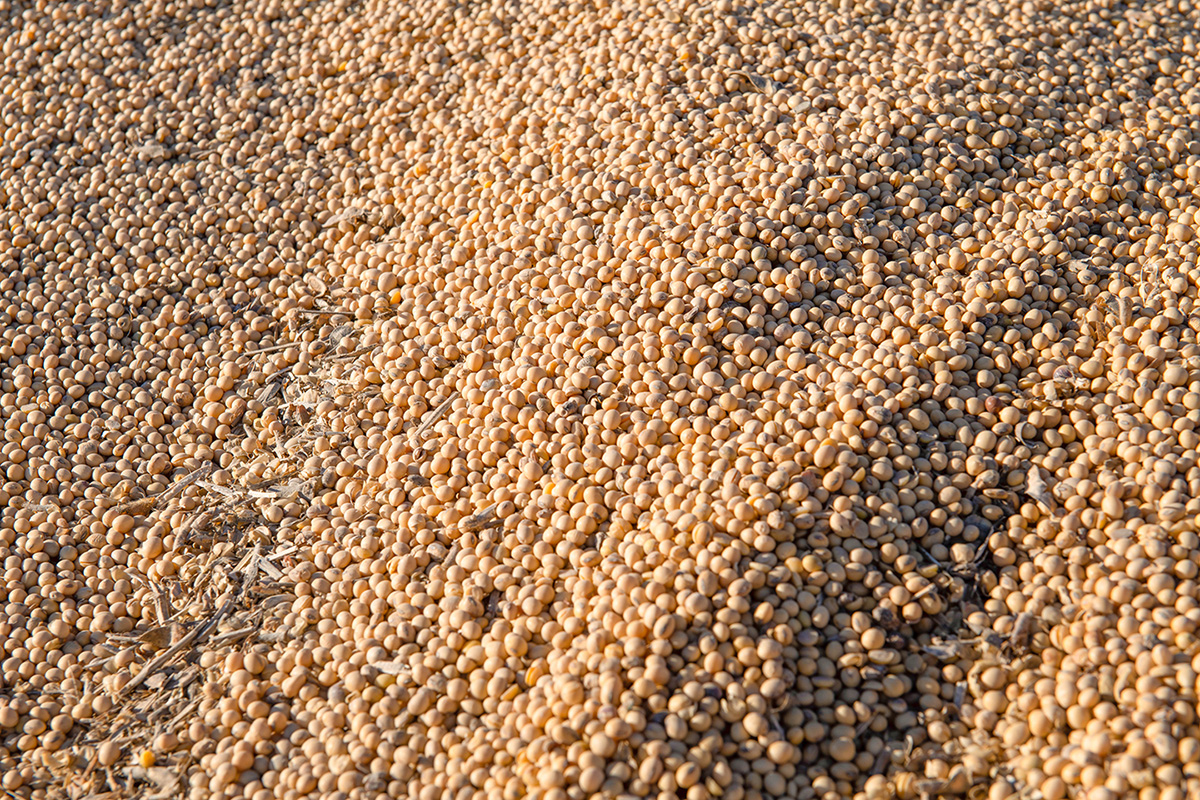 Soybeans in pile