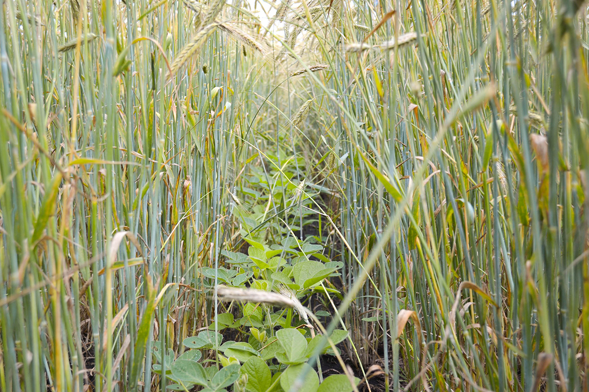 Field in Iowa