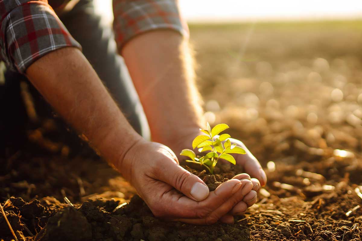 Farmer in field with plant in hand