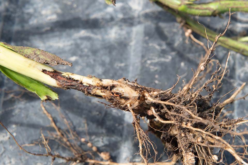 Pests affecting soybeans, such as gall midge