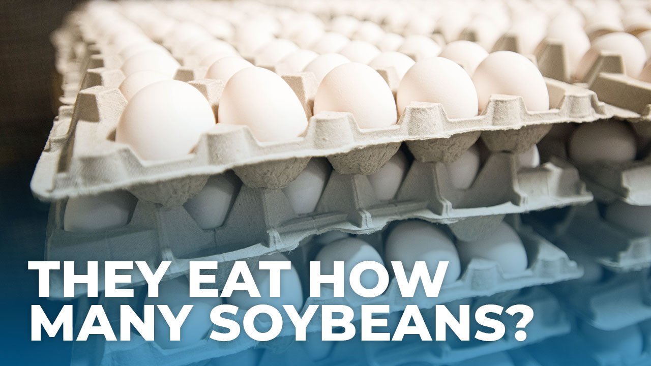 They eat how many soybeans?