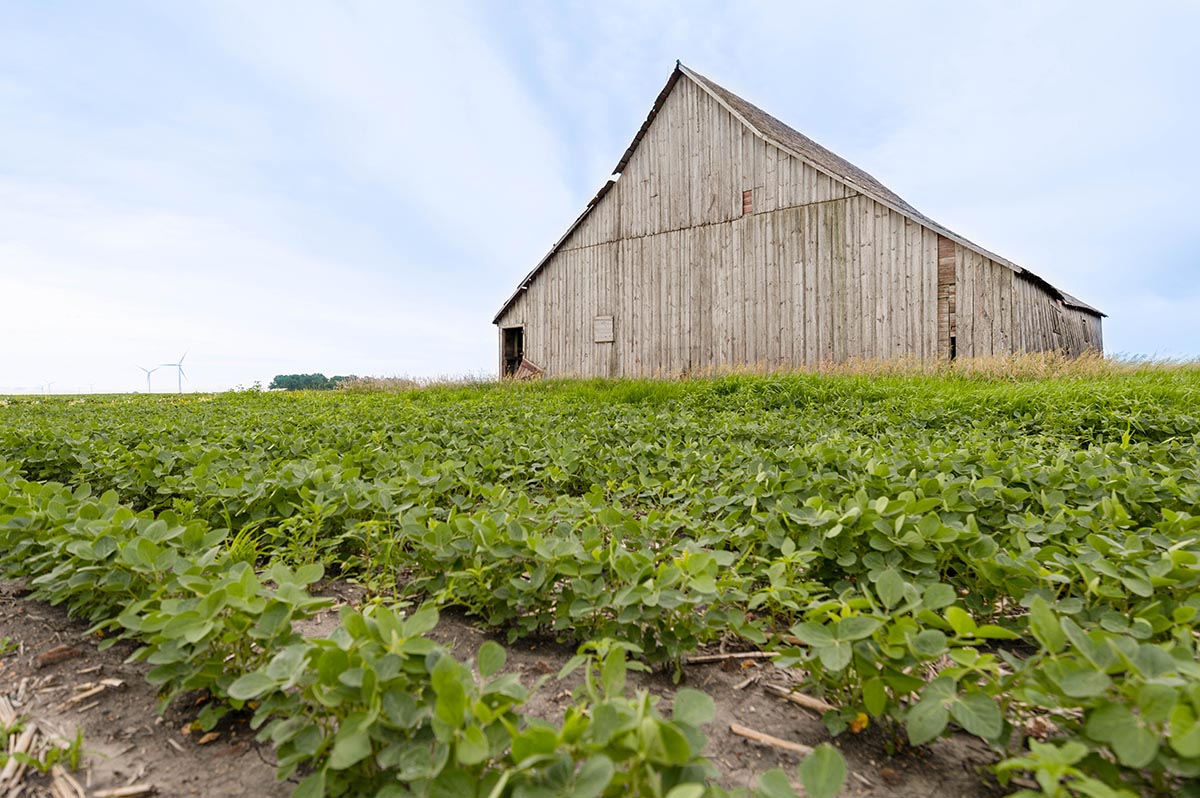 Soybean field with barn