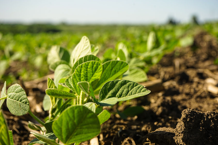 Soybean plants in Iowa