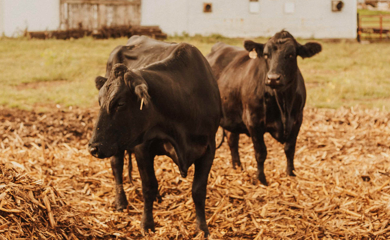 Cattle on Iowan farm