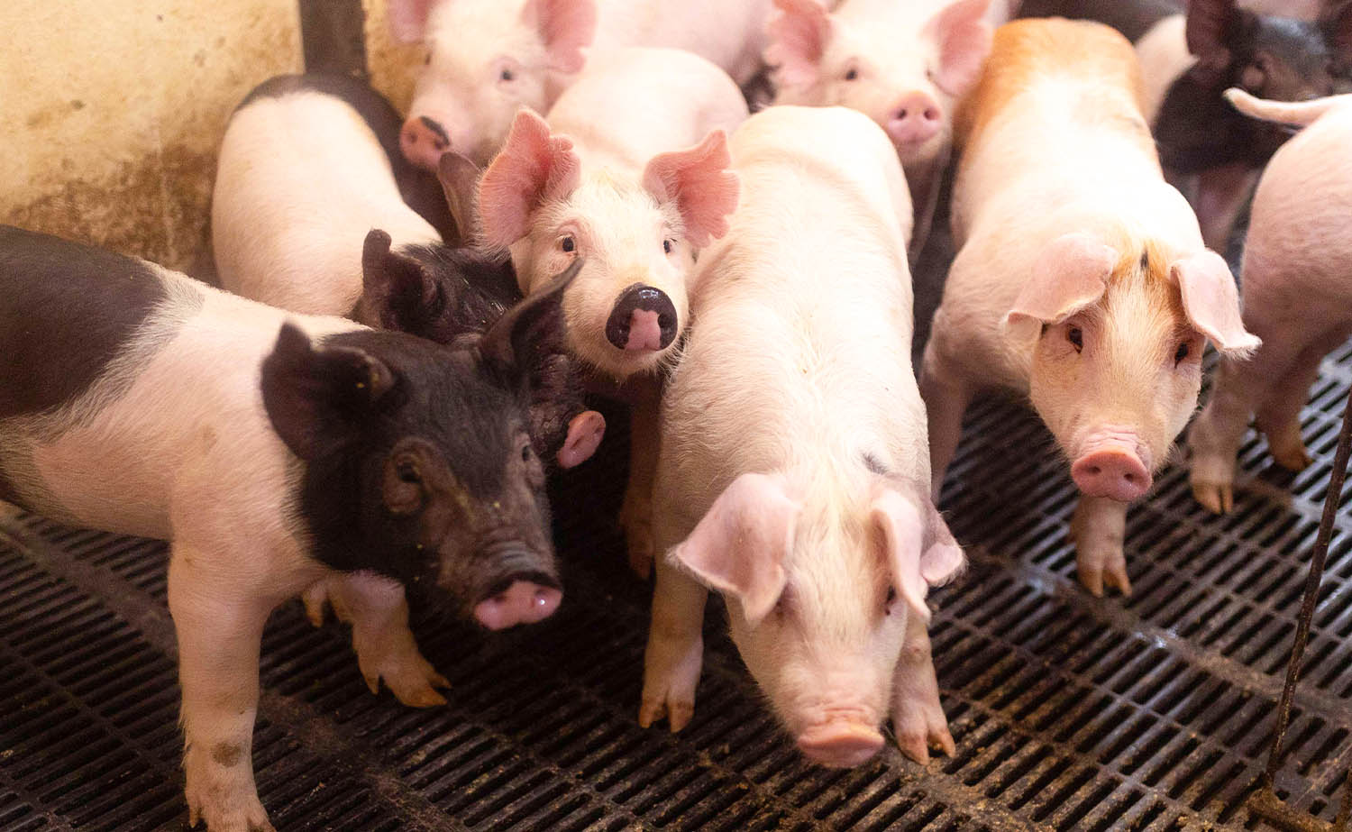 Pigs on Iowan farm