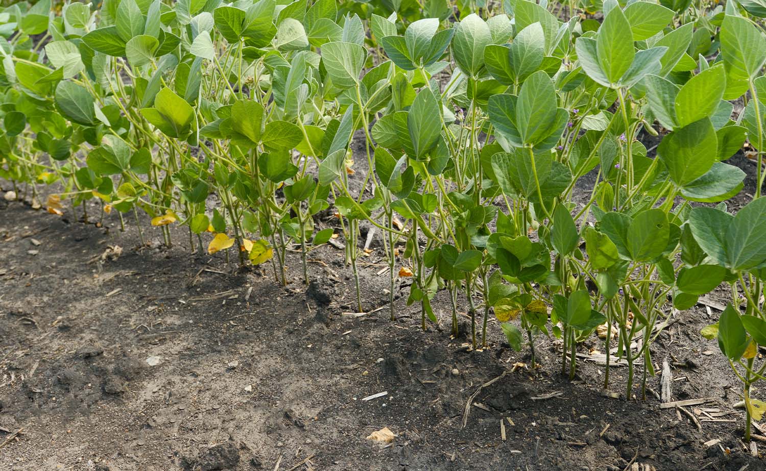 Soybean plant stand