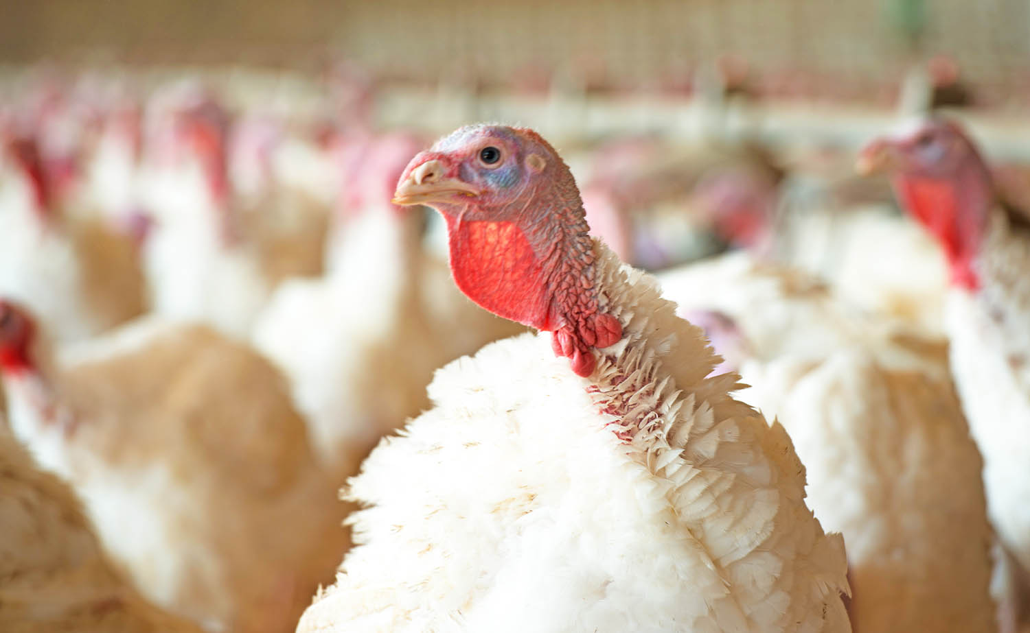 Turkeys on Iowan farm