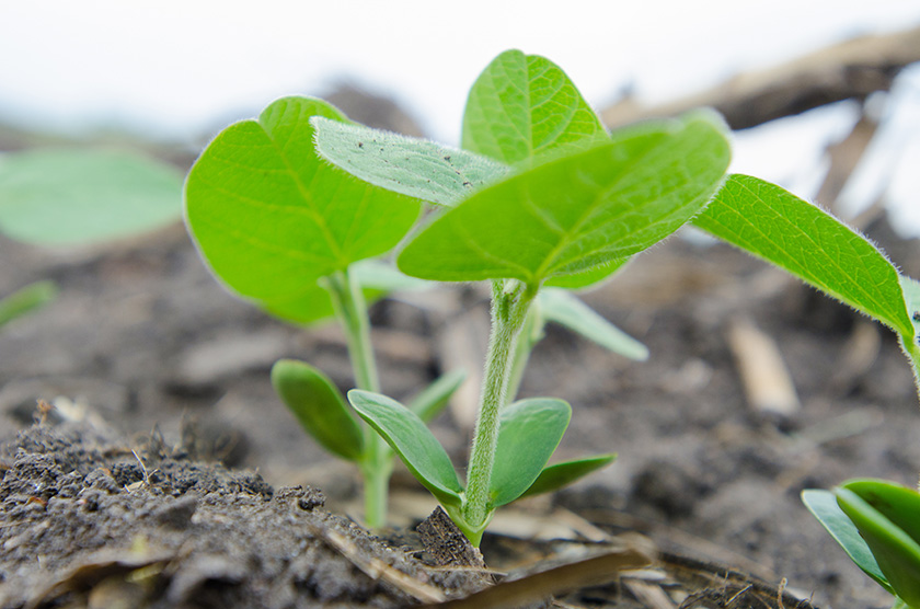 Soybean sprouts in Iowa field