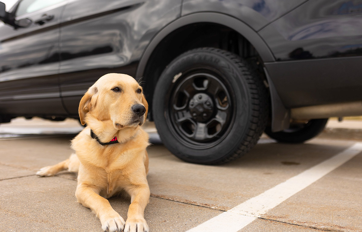 Ankeny Police Department K9 Sandy