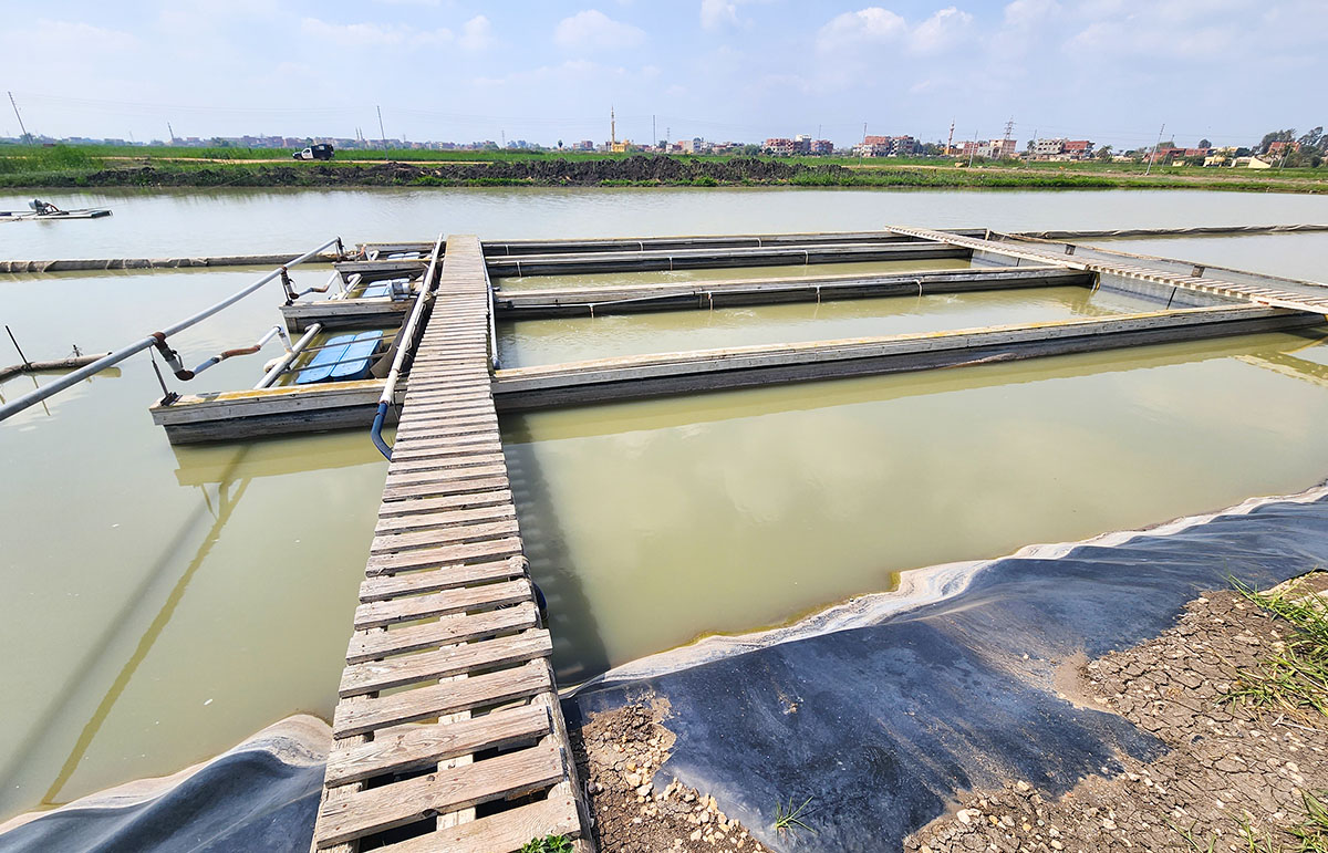 Inland pond raceway system Fish farm near Cairo, Egypt
