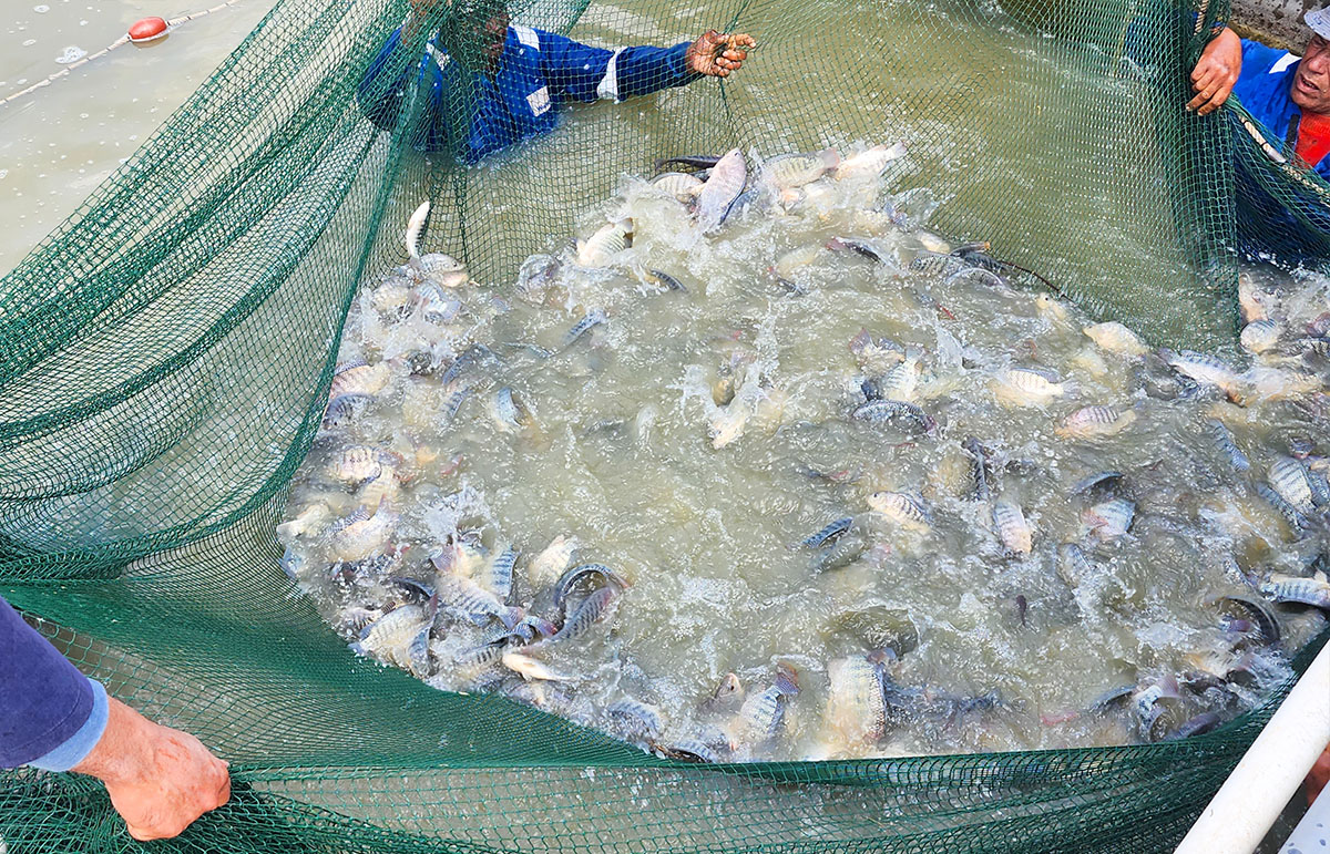 Tilapia fish harvesting Fish harvest at World Fish