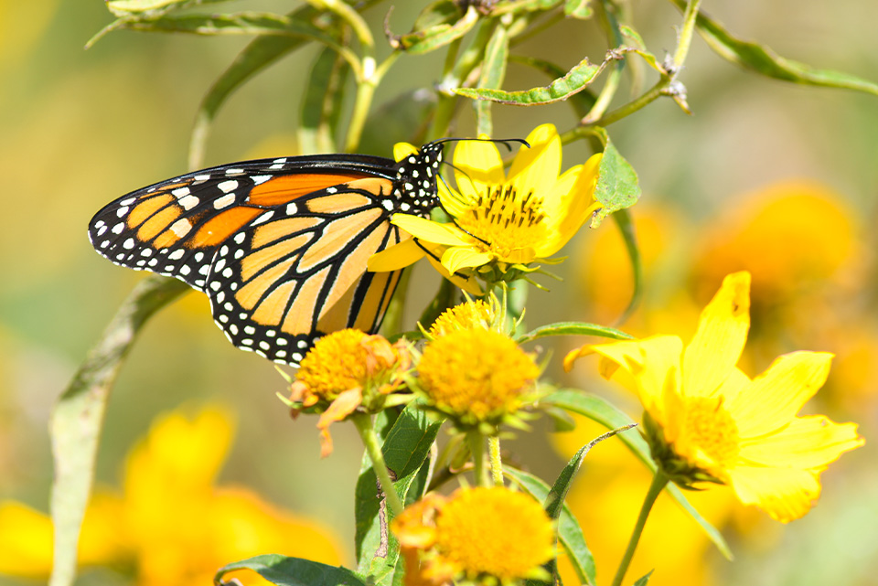 Monarch butterfly on flower in Iowa
