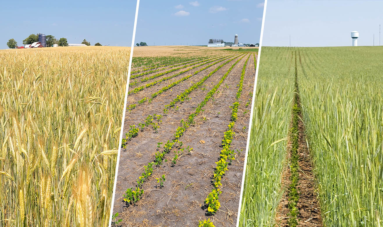 Some crops showing signs of distress