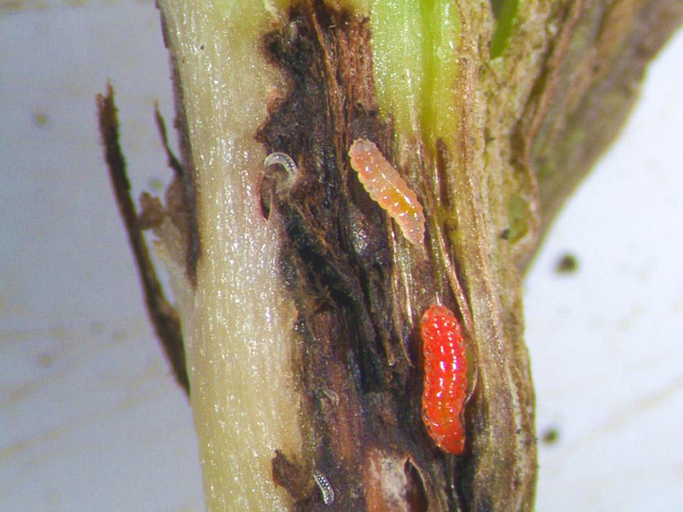 Soybean gall midge Worms on soybean stalk