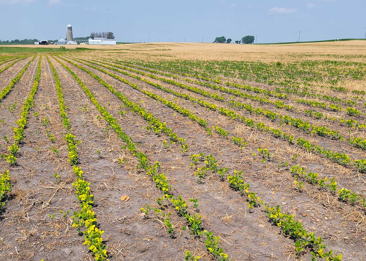 Soybean field in Iowa