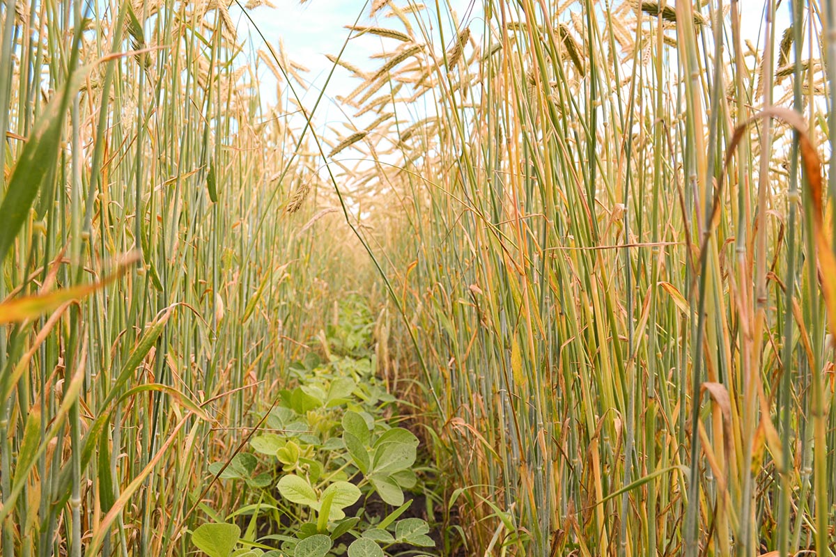 Soybeans planted in-between rows of rye