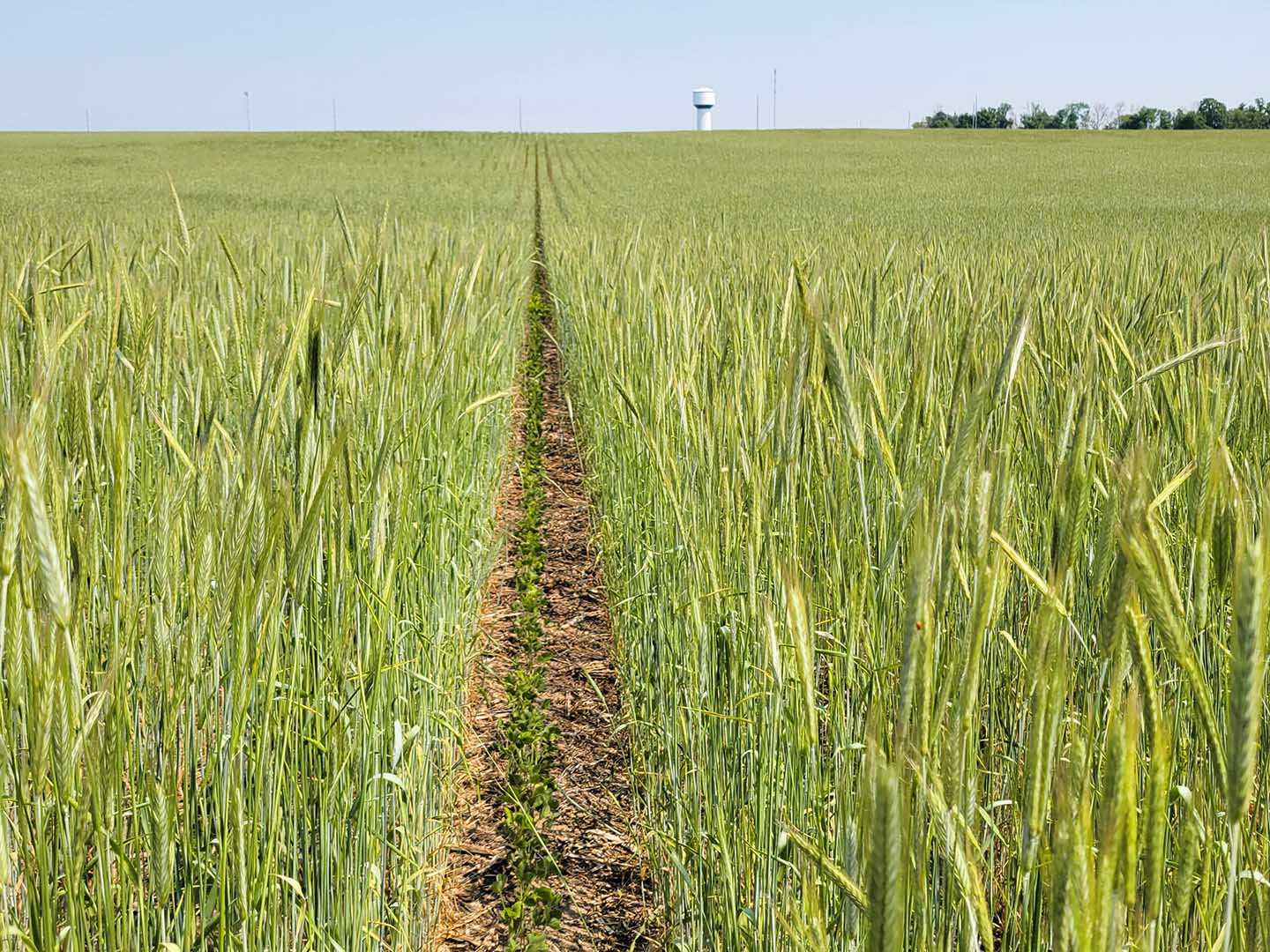 Two crops planted in same field