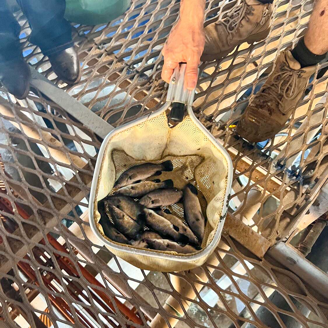 Barramundi Fish in net