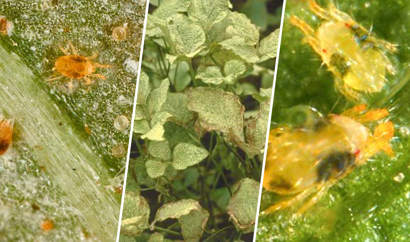 Spider mites on soybean plants