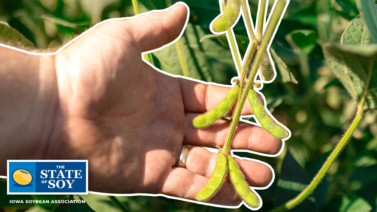 Hand holding soybean pods