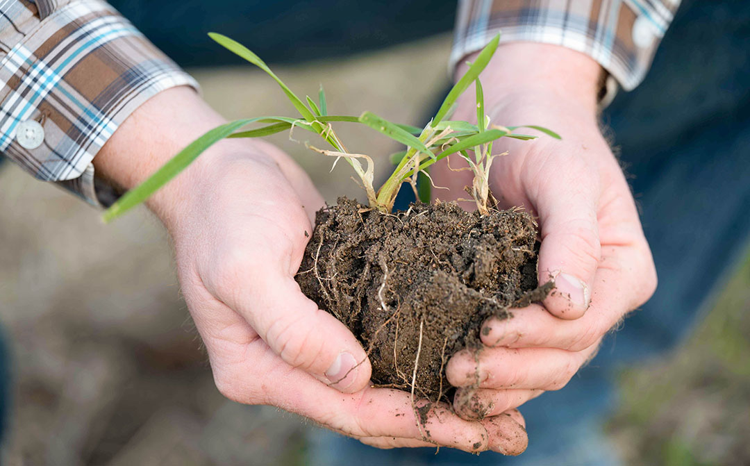 Hands holding soil