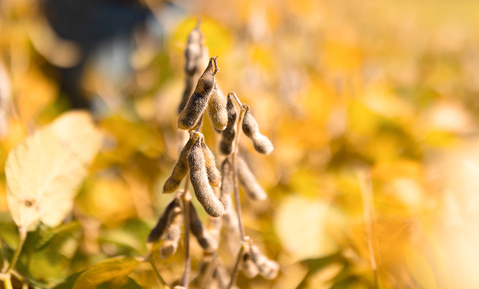 Soybean plant near harvest time