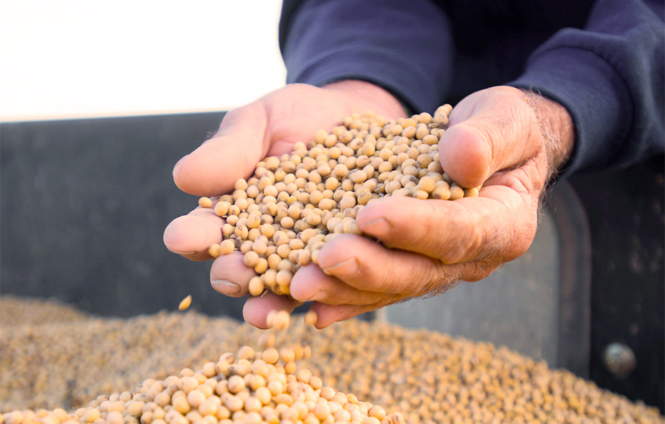 Farmer holding soybeans in hands