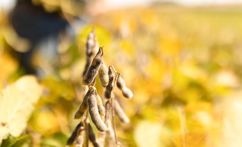 Soybean field nearing harvest