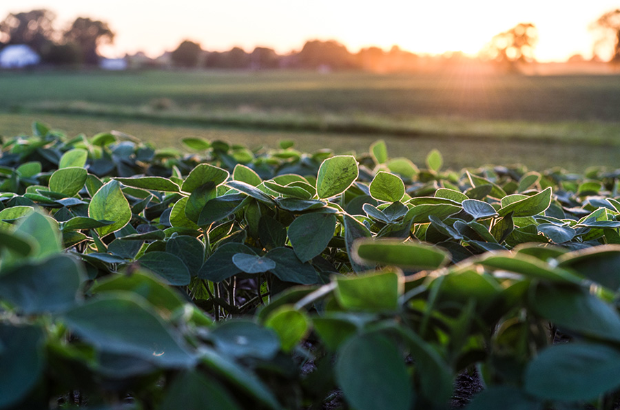 Soybean field in the morning