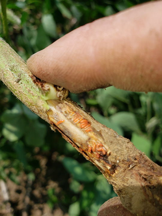 Worm on soybean plant