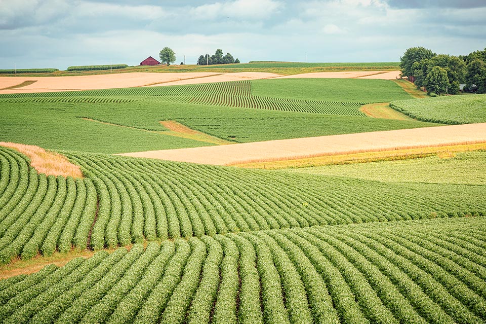 Rolling soybean fields in Iowa