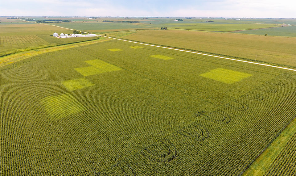 Nitrogen trial in Iowa field