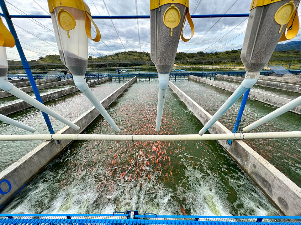 Fish farming