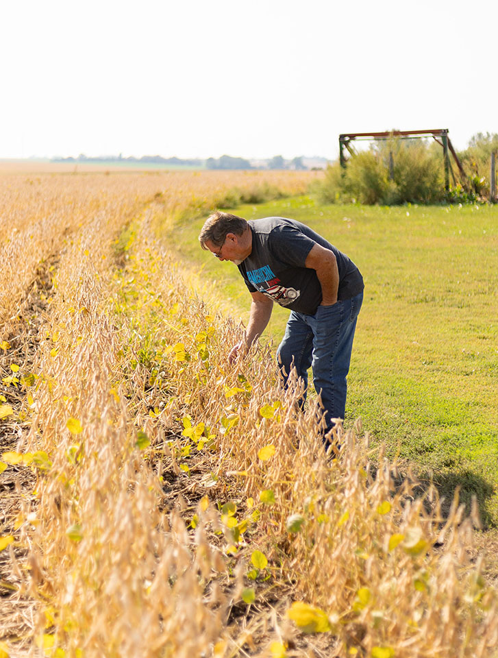 Farmer checking his soybean field  during harvest.