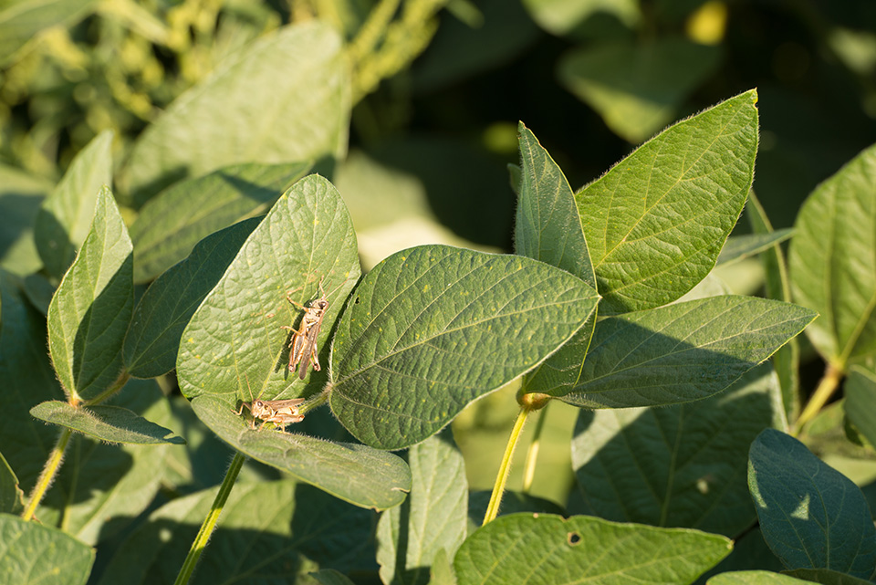 Grasshoppers on soybeans