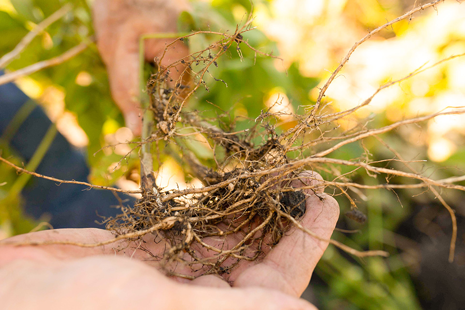 Soybean roots