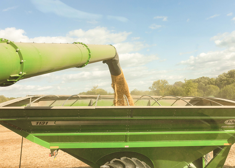 Soybeans going into grain cart from combine