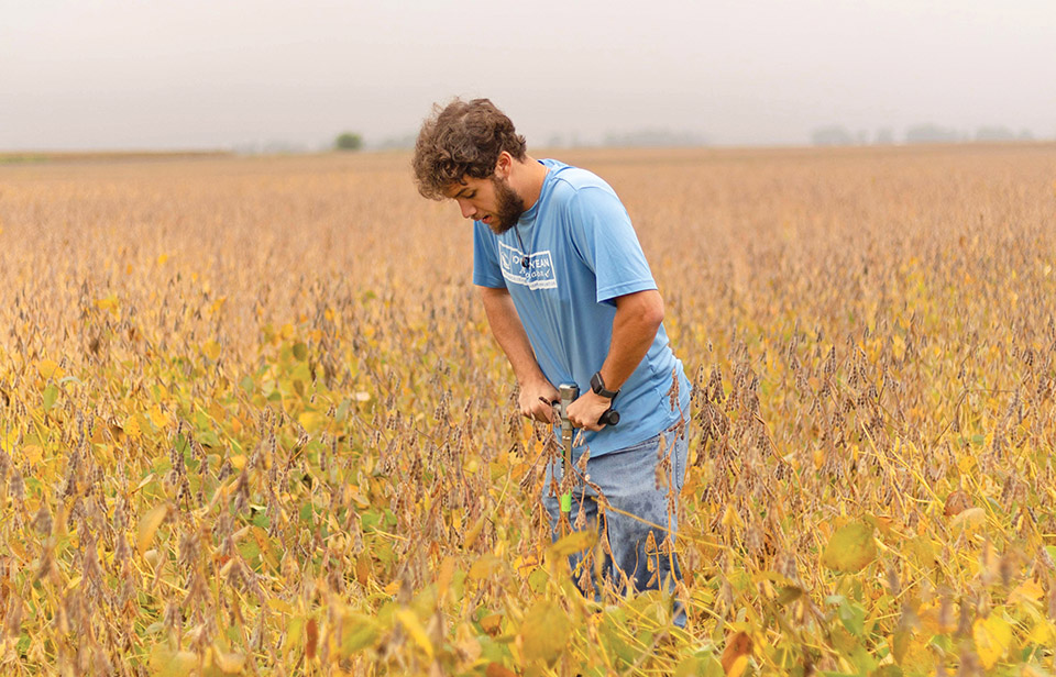 Researcher in soybean field