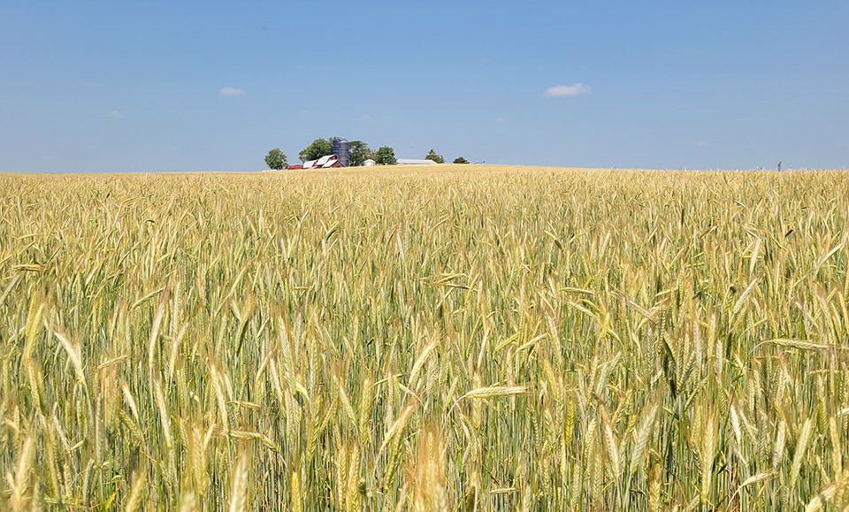 Cover crops and other conservation systems