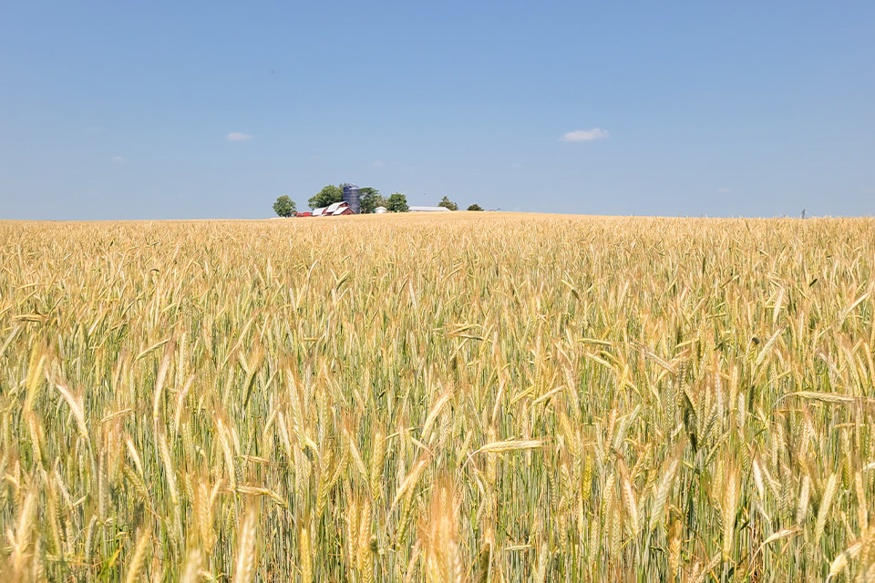 Cover crops in Iowan field