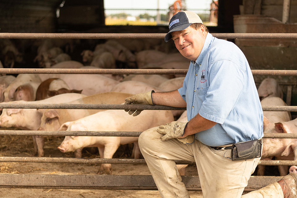 Farm with pigs