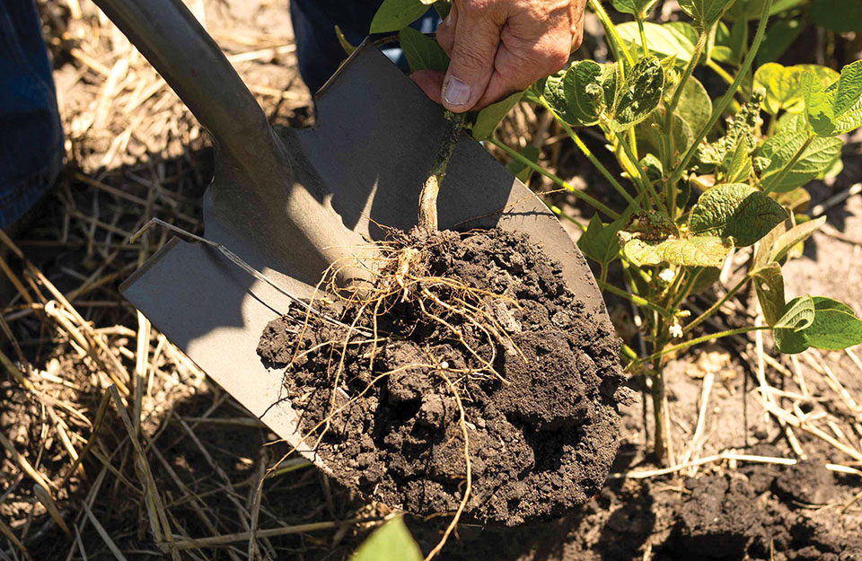 Soybean roots on farm in Iowa