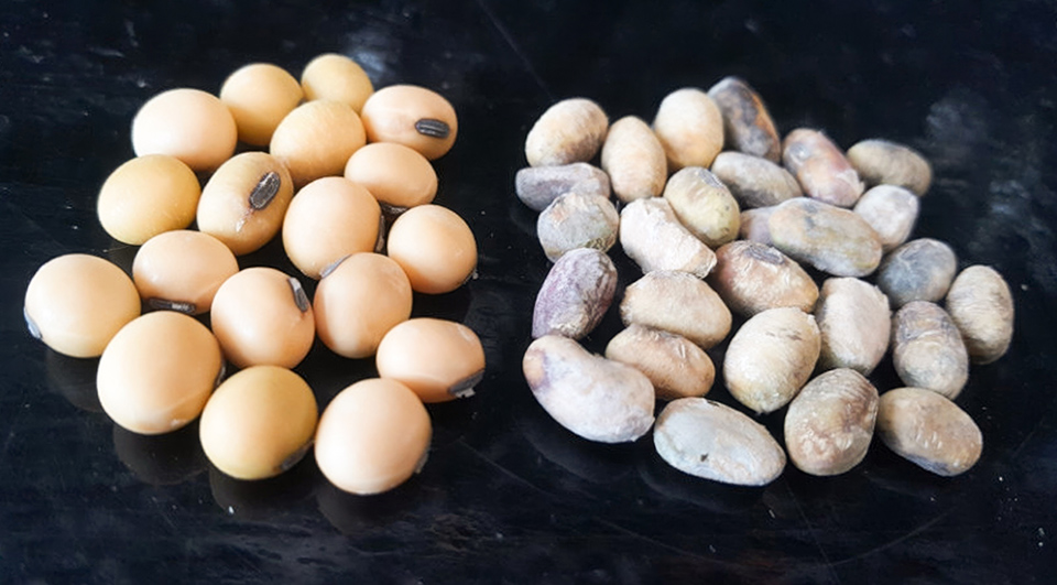 Two different type of soybeans