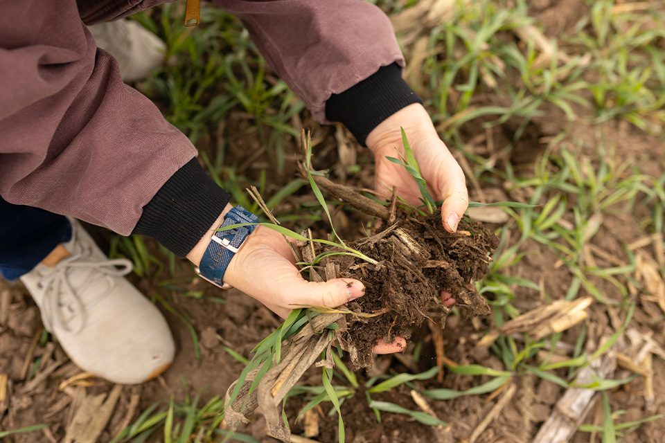 Cover crops in field