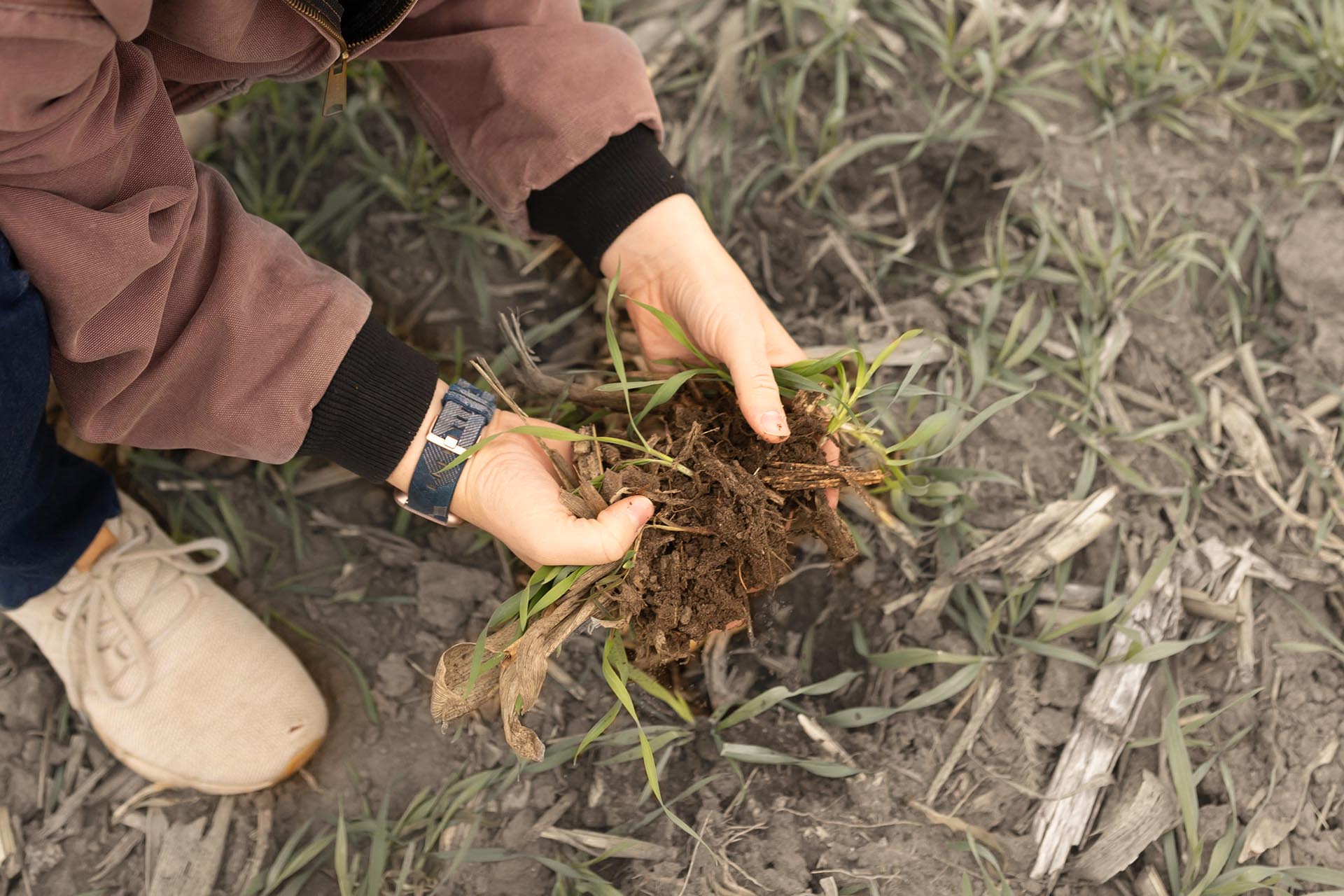 Holding soil and cover crops