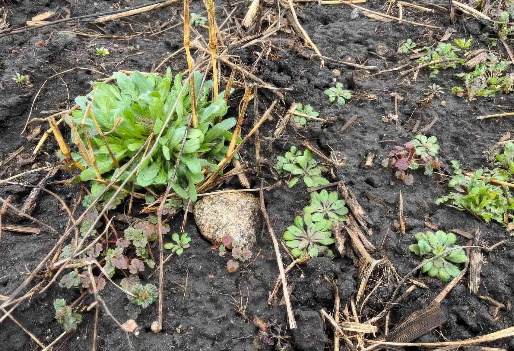 This March 8 photo shows winter annuals have resumed gr