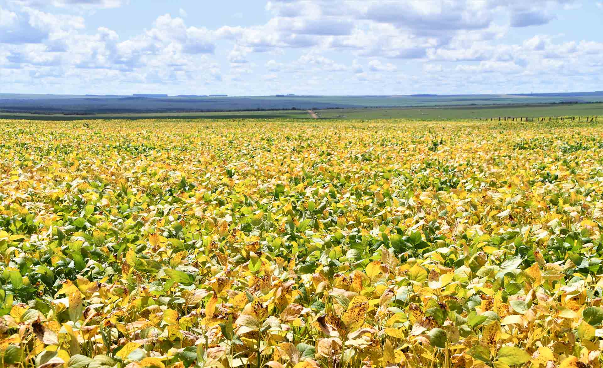 A field in South America