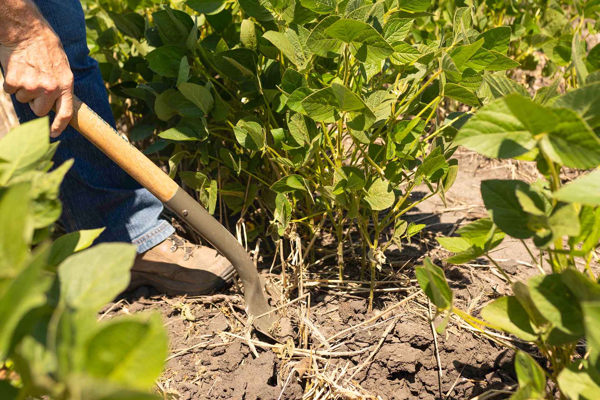 Digging dirt near soybeans