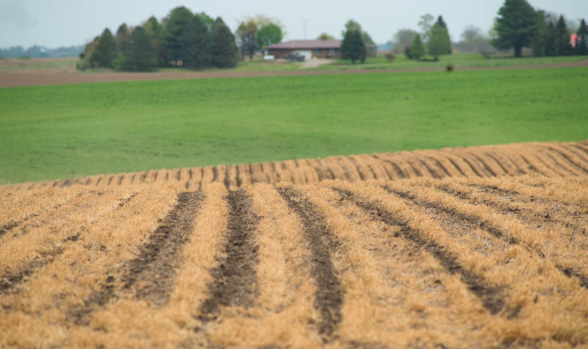 Planting soybeans into field with cover crops