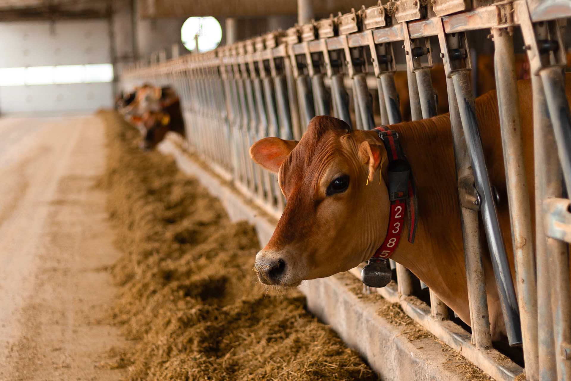 Jersey cattle